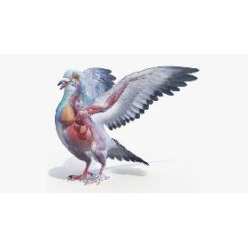 3D Pigeon